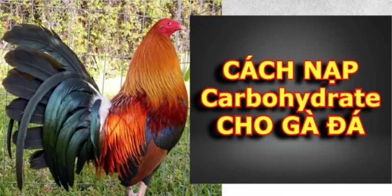 Cách Nạp Carbo Cho Gà Đá là gì?